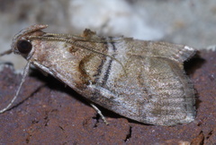 Pococera militella