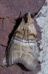 Pococera militella