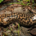 Coastal Giant Salamander - Photo (c) Tony Iwane, some rights reserved (CC BY-NC), uploaded by Tony Iwane