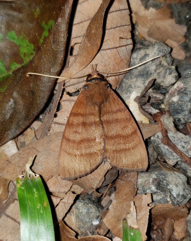 Ceromacra