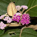 Great Woolly Malayan Lilac - Photo (c) satish nikam, some rights reserved (CC BY-NC-SA), uploaded by satish nikam