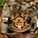 Salamandras Gigantes - Photo (c) Tony Iwane, algunos derechos reservados (CC BY-NC), subido por Tony Iwane