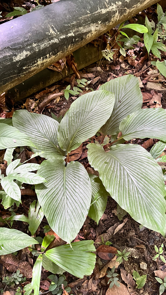 Boesenbergia plicata