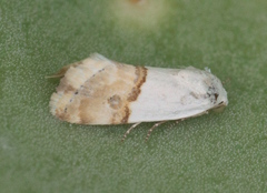 Ponometia elegantula