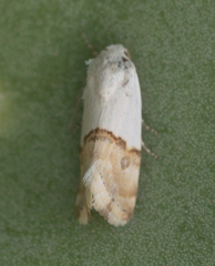 Ponometia elegantula