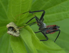 Ponometia erastrioides