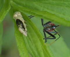 Ponometia erastrioides
