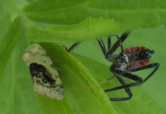 Ponometia erastrioides