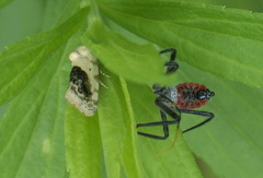 Ponometia erastrioides