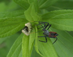 Ponometia erastrioides