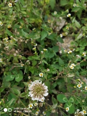 Trifolium repens