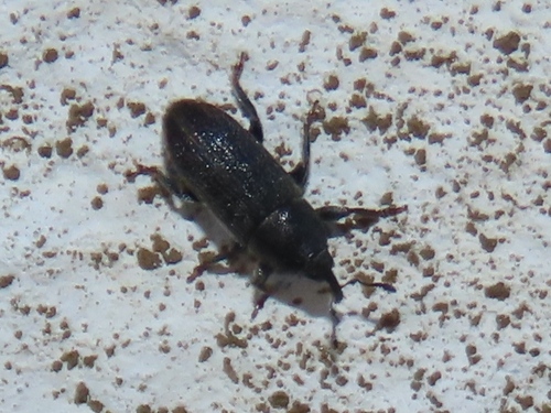 Stem Miner Weevil, Zwolle, Nederland, photo 7 of 10