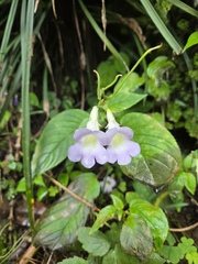 Henckelia anachoreta