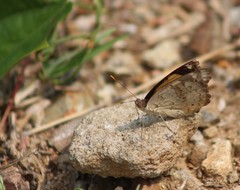 Junonia hierta hierta