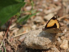 Junonia hierta hierta
