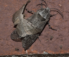 Prionoxystus macmurtrei