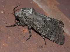 Prionoxystus macmurtrei