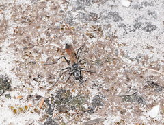 Podalonia tydei suspiciosa