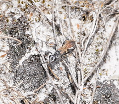 Podalonia tydei suspiciosa