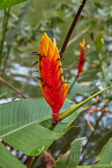Heliconia episcopalis