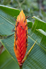 Heliconia episcopalis
