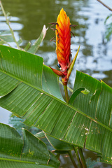 Heliconia episcopalis
