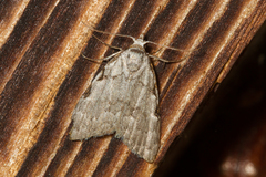 Nola triquetrana