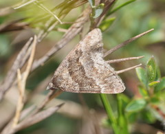 Dichromodes ainaria