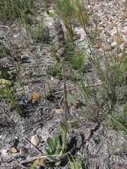 Echiostachys ecklonianus