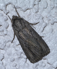 Protogygia lagena