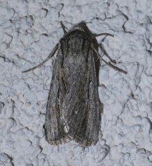 Protogygia lagena