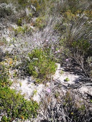 Scabiosa incisa