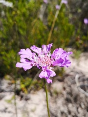 Scabiosa incisa