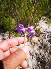 Scabiosa incisa