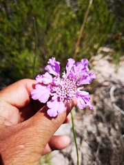 Scabiosa incisa
