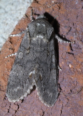 Psaphida electilis