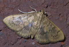Psara obscuralis