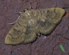 Psara obscuralis