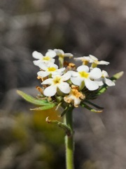 Polycarena capensis