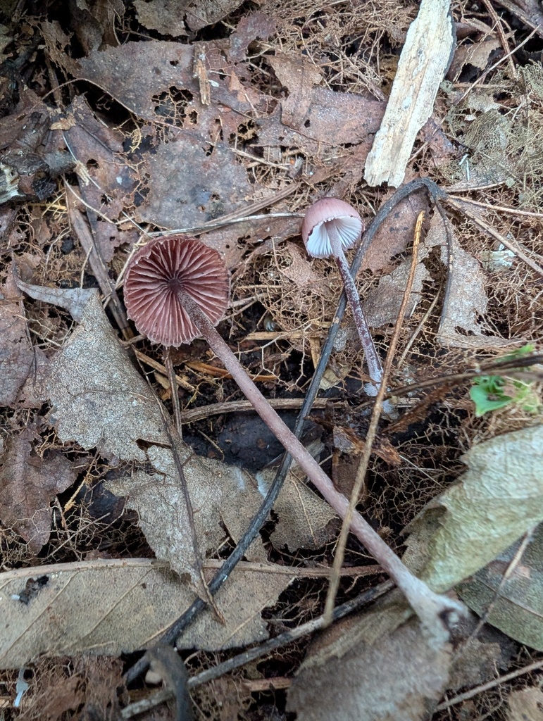 Mycena haematopus · September 2025 · photo: © atsushi_nakajima_cirque (iNaturalist, cc-by)