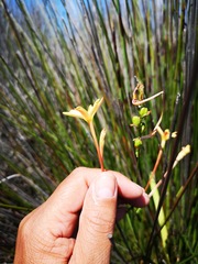 Ixia paniculata
