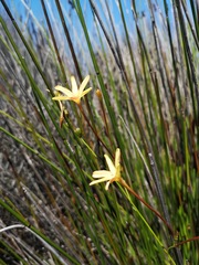 Ixia paniculata