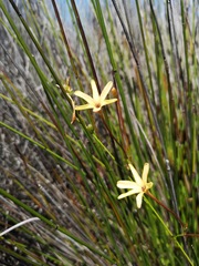 Ixia paniculata