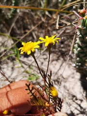 Steirodiscus tagetes