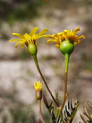 Steirodiscus tagetes