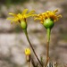 Steirodiscus tagetes - Photo 由 Ismail Ebrahim 所上傳的 (c) Ismail Ebrahim，保留部份權利CC BY-NC