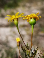 Steirodiscus tagetes