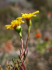 Steirodiscus tagetes