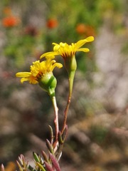 Steirodiscus tagetes