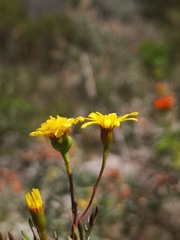 Steirodiscus tagetes